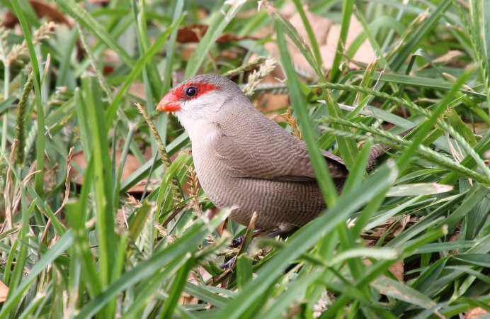 Кольчатый астрильд пение