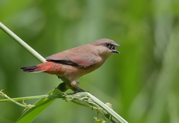 Рубиновый астрильд