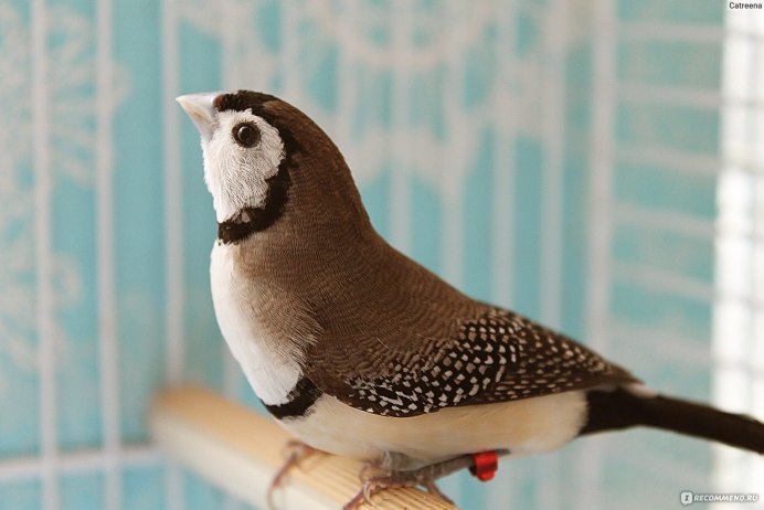 Золотистогрудый астрильд