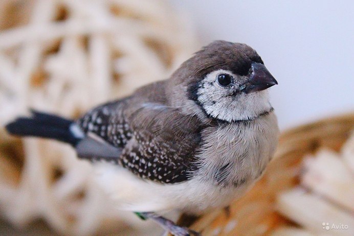 Кольчатая амадина