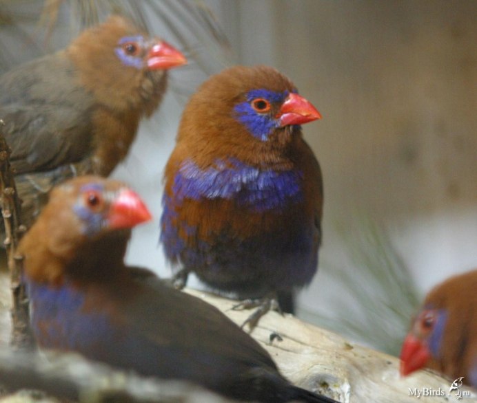 Оранжевощёкий астрильд