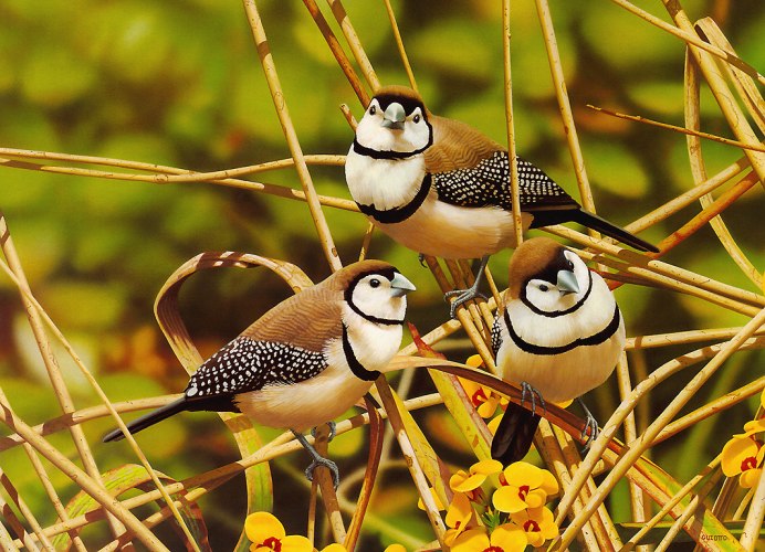 Золотистогрудый астрильд фото