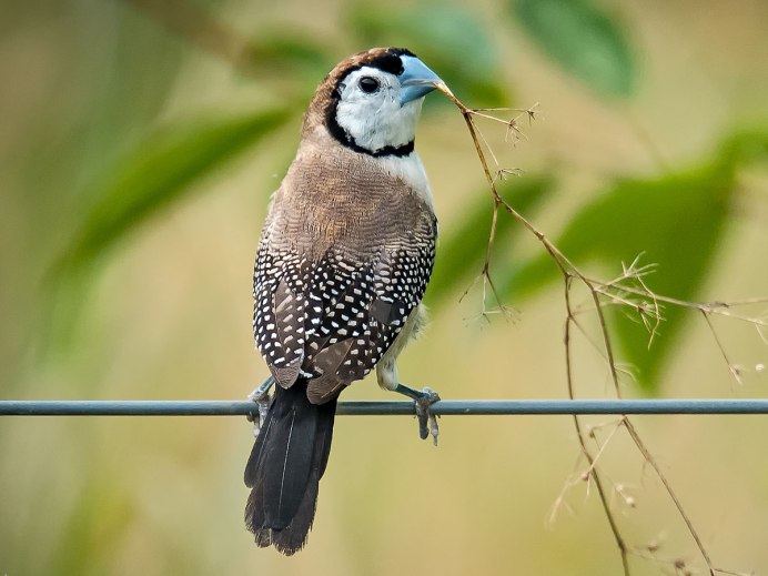 Черношапочный астрильд
