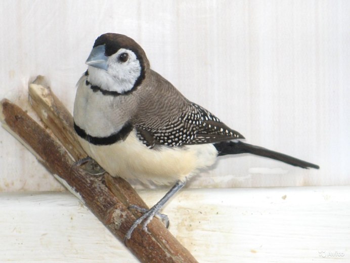 Кольчатый астрильд Stizoptera bichenovii