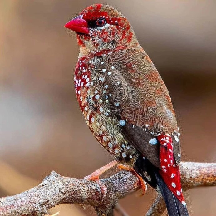 Stizoptera bichenovii