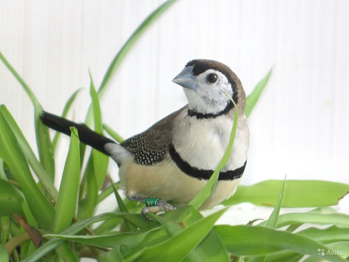 Волнистый астрильд