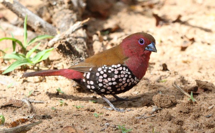 Кольчатая астрильда птица