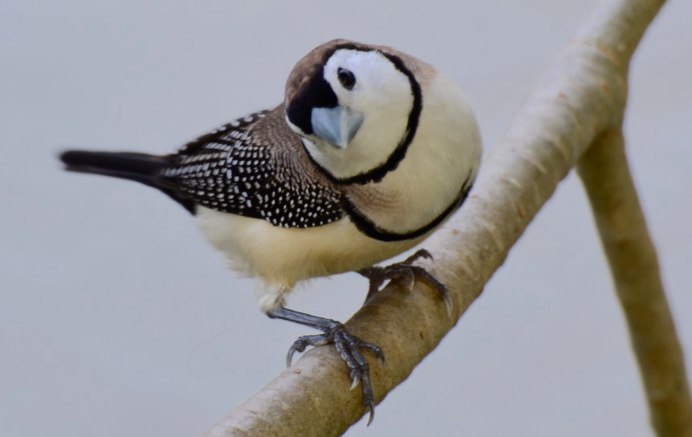 Краснохвостый астрильд