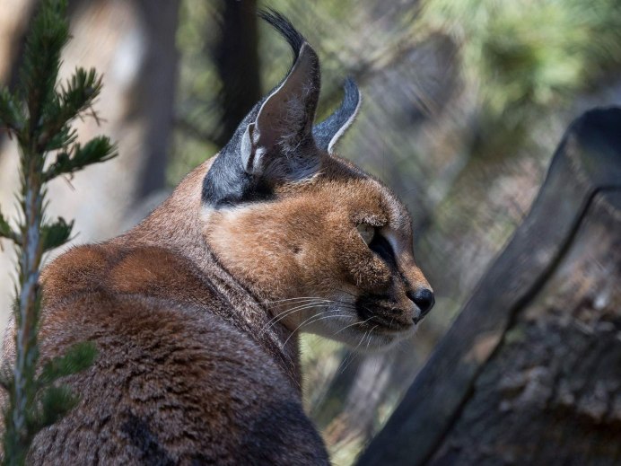 Сервал меланист