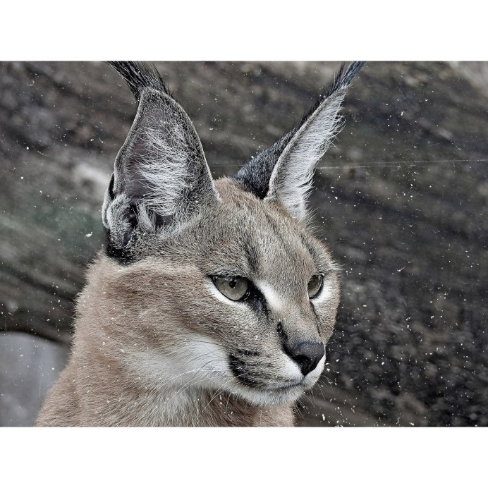 Каракал, пустынная Рысь