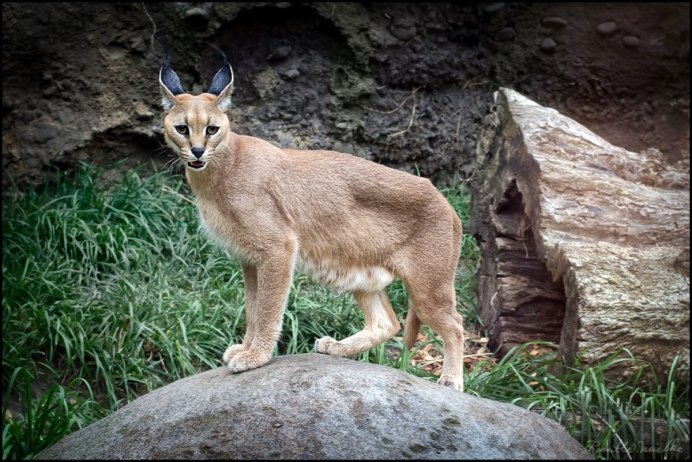 Сервал альбинос