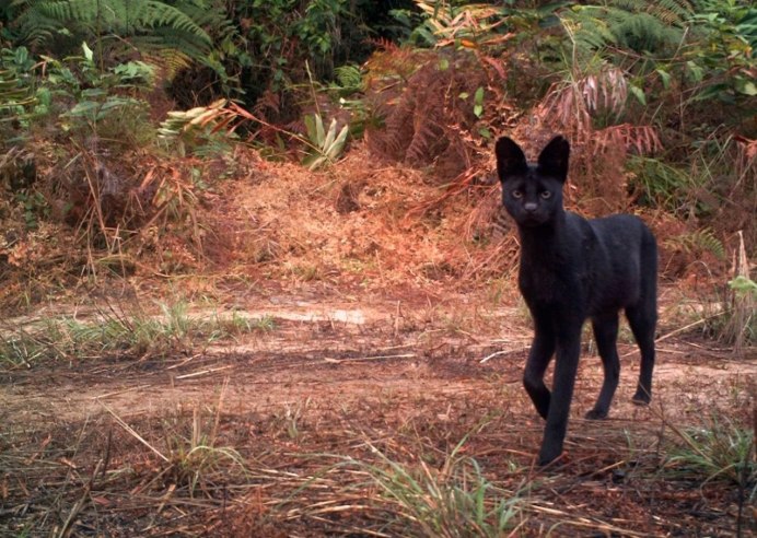 Каракал, пустынная Рысь черный