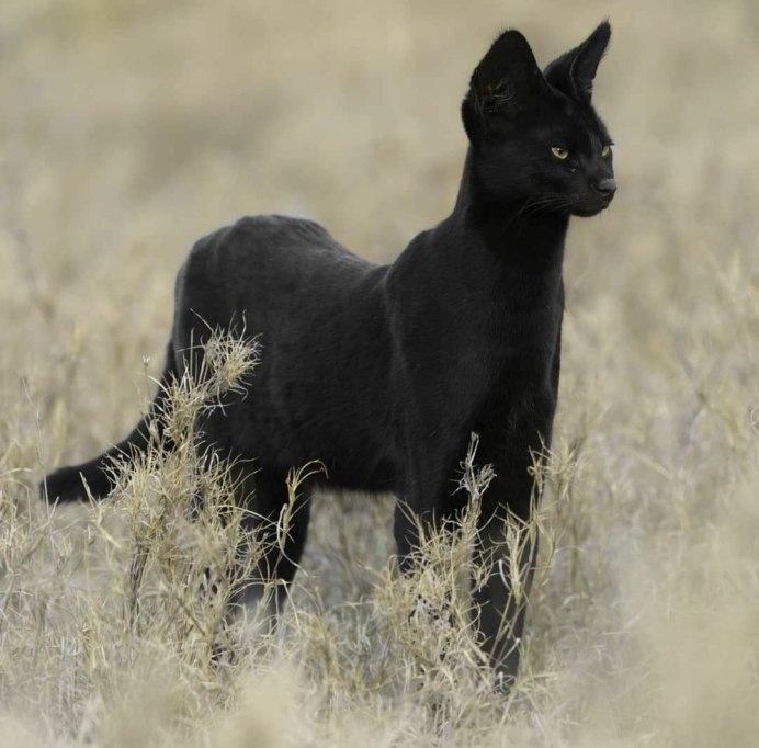 Сервал меланист