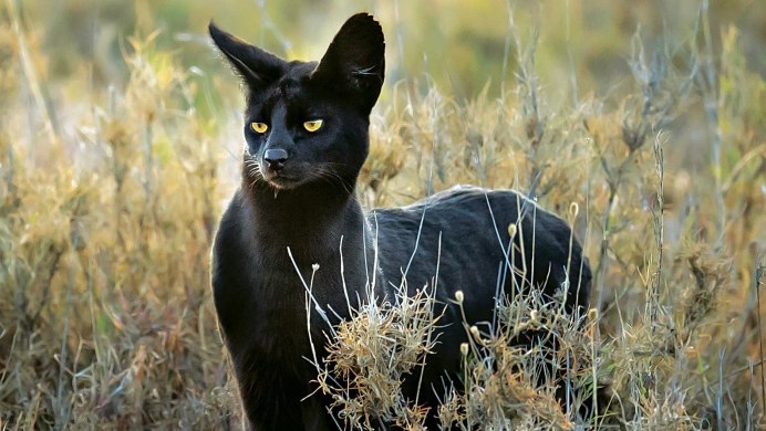 Камышовый кот меланист