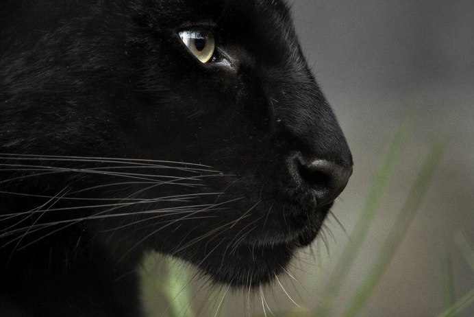 Сервал меланист