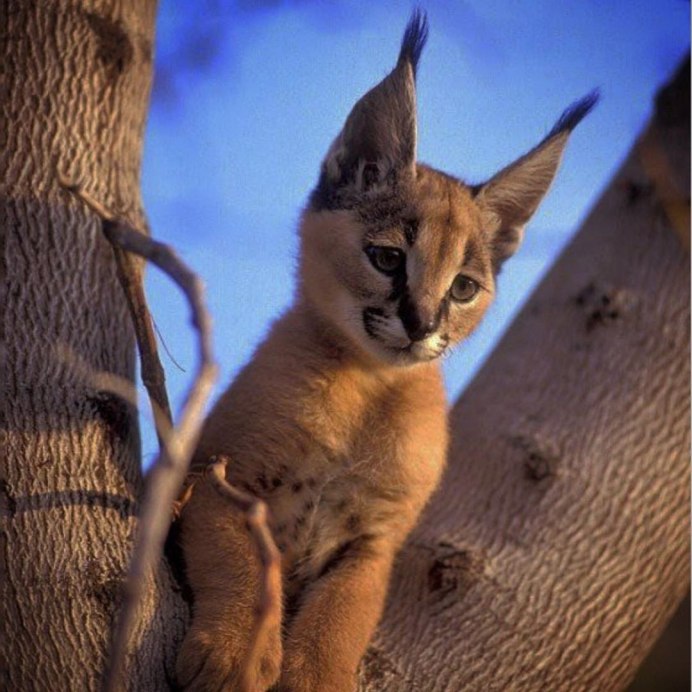 Домашняя Рысь каракал