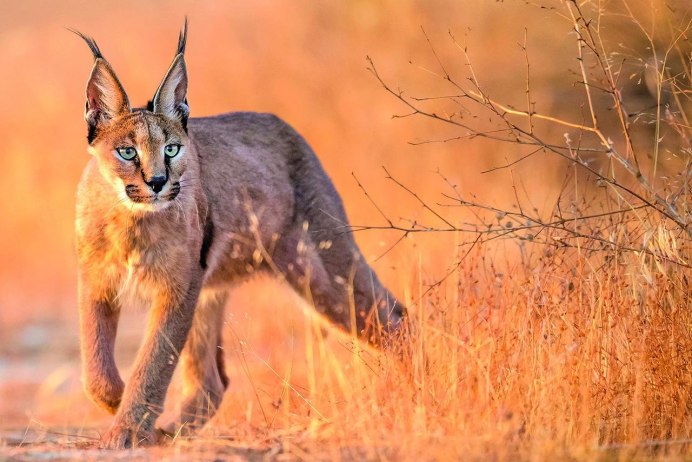 Каракал, пустынная Рысь