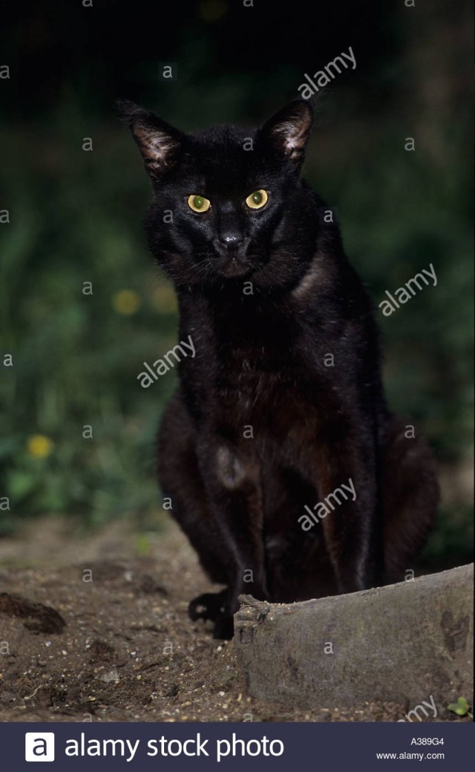 Породы кошек фото