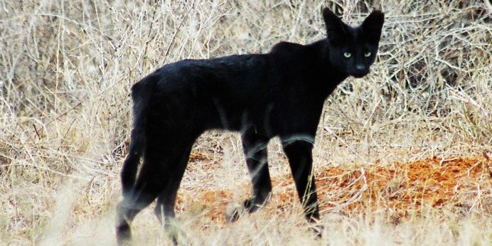 Камышовый кот меланист
