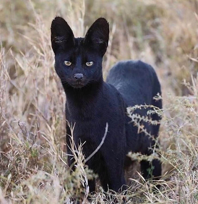 Чёрный сервал меланист