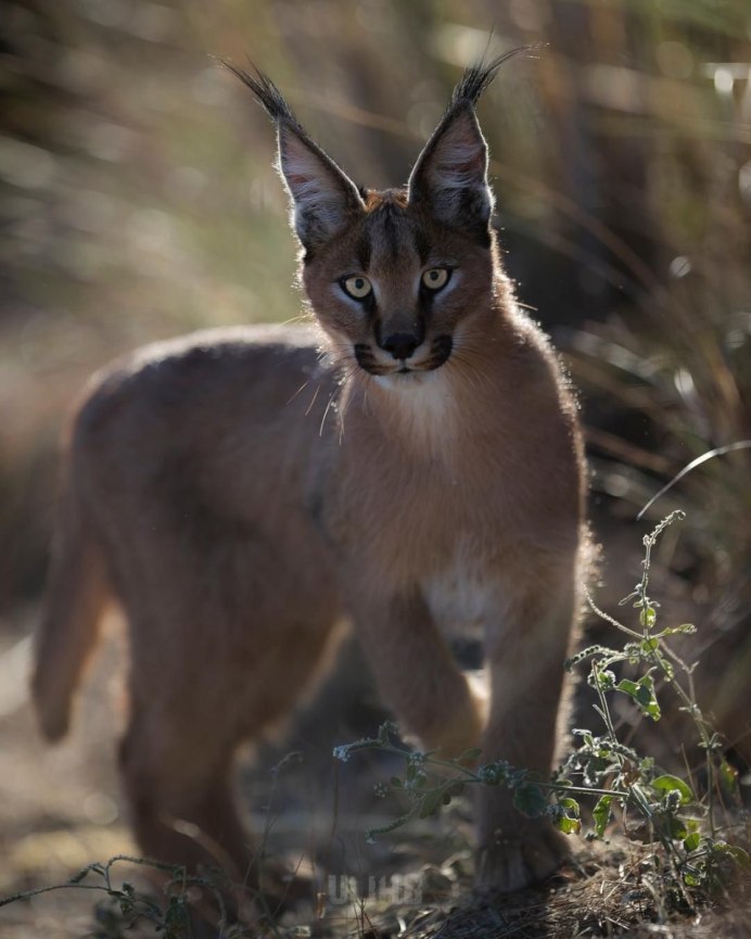 Камышовый кот черный
