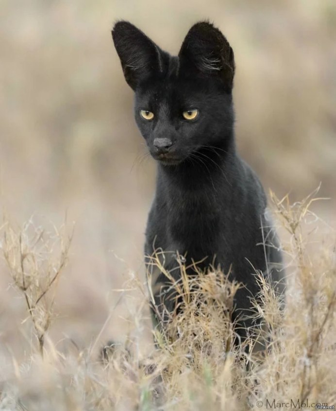 Меланистик сервал