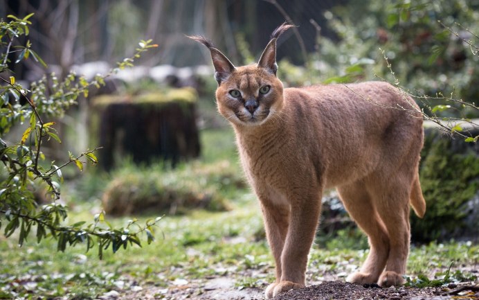 Каракал, пустынная Рысь