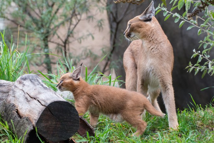Каракал черный кошка