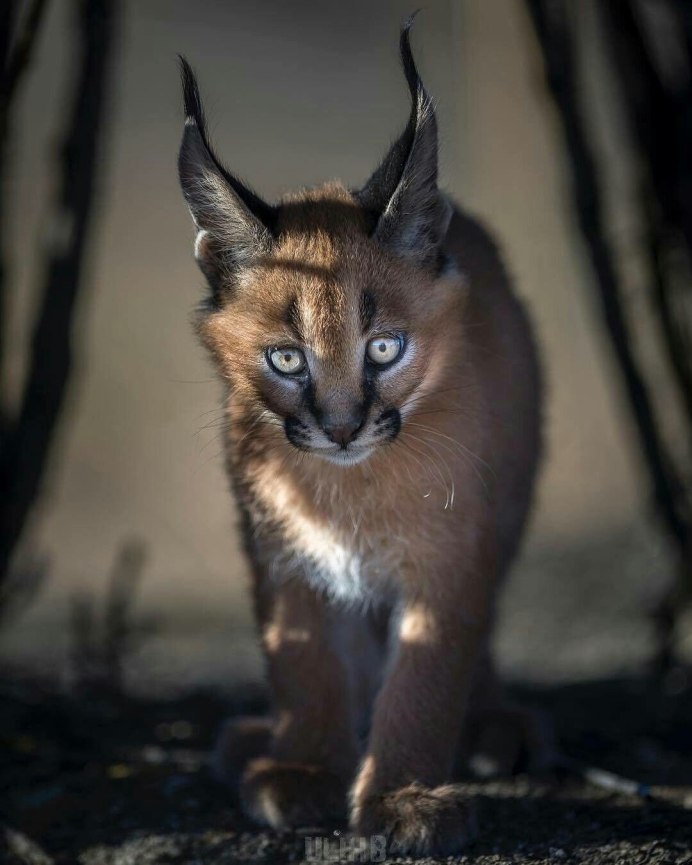 Сервал меланист