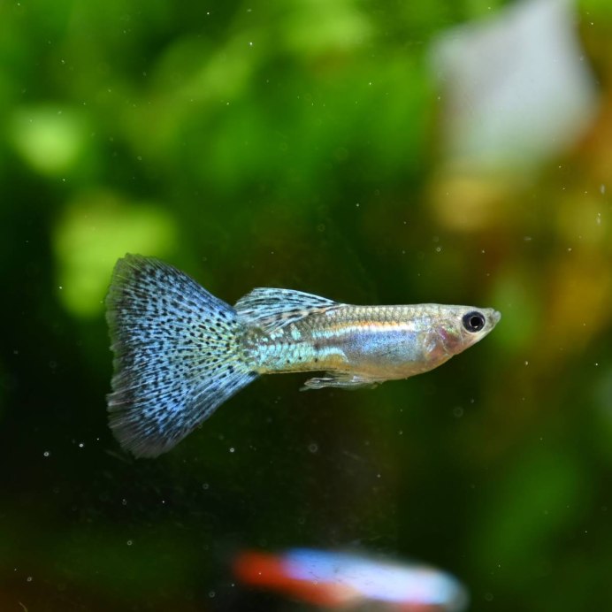Guppy Eve