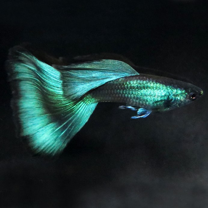 Гуппи Poecilia reticulata