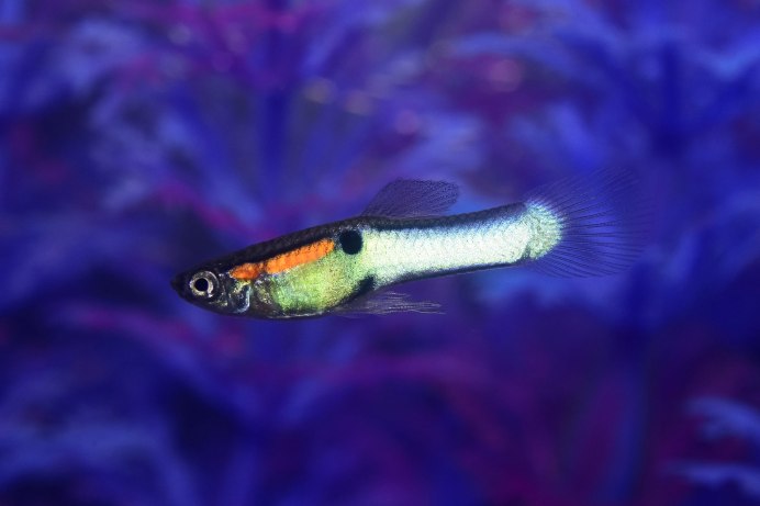 Гуппи Poecilia reticulata