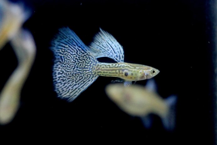 Poecilia reticulata Moscow Blue