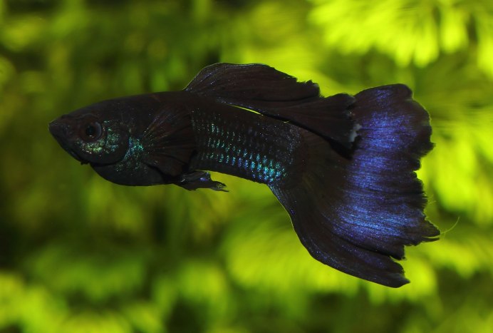 Аквариумные рыбки Guppy