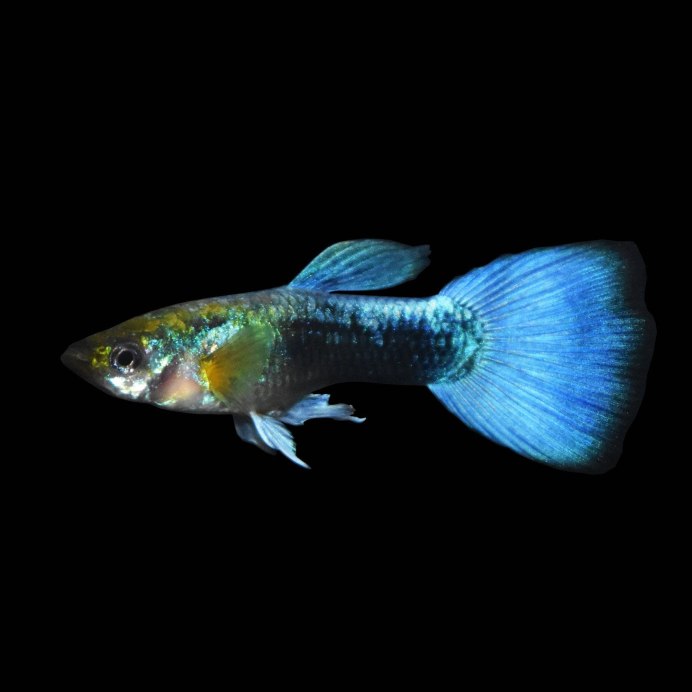 Гуппи Poecilia reticulata