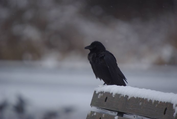 Городские вороны