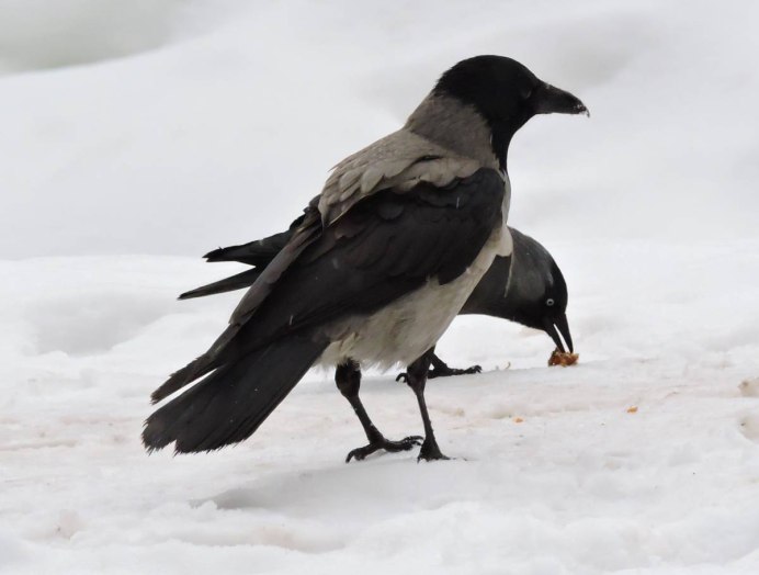 Серая ворона – Corvus cornix