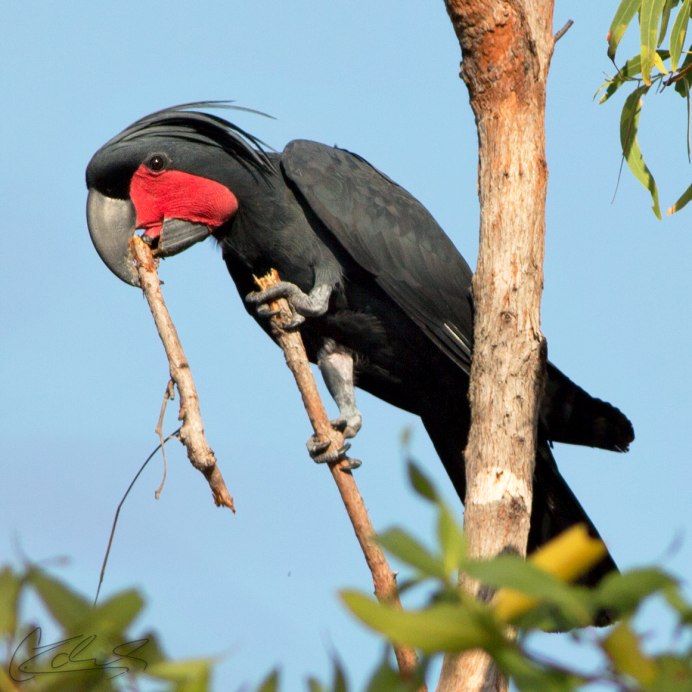 Coracopsis vasa