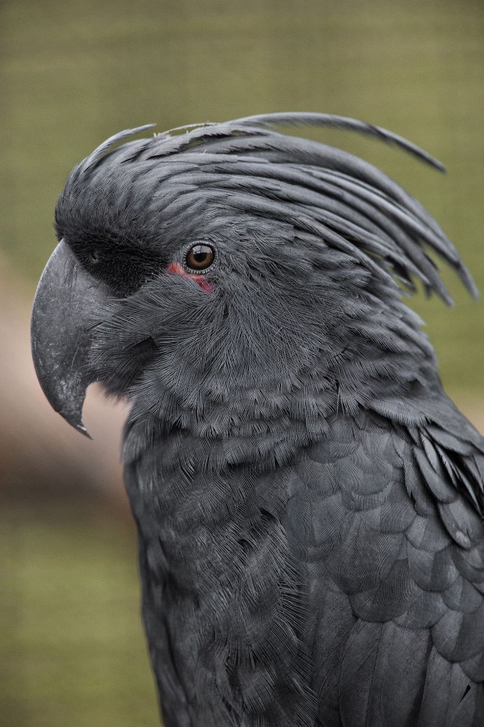 Red tailed Black Cockatoo
