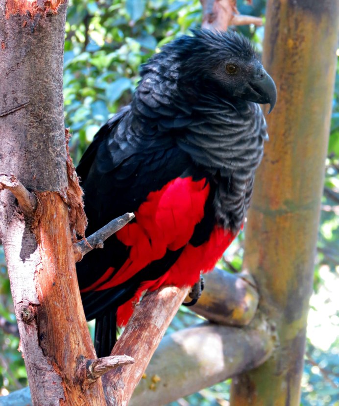 Black Parrot попугай