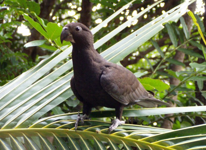 Coracopsis nigra