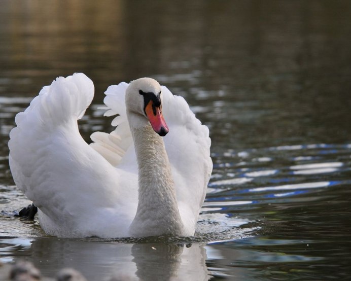 Красивые лебеди