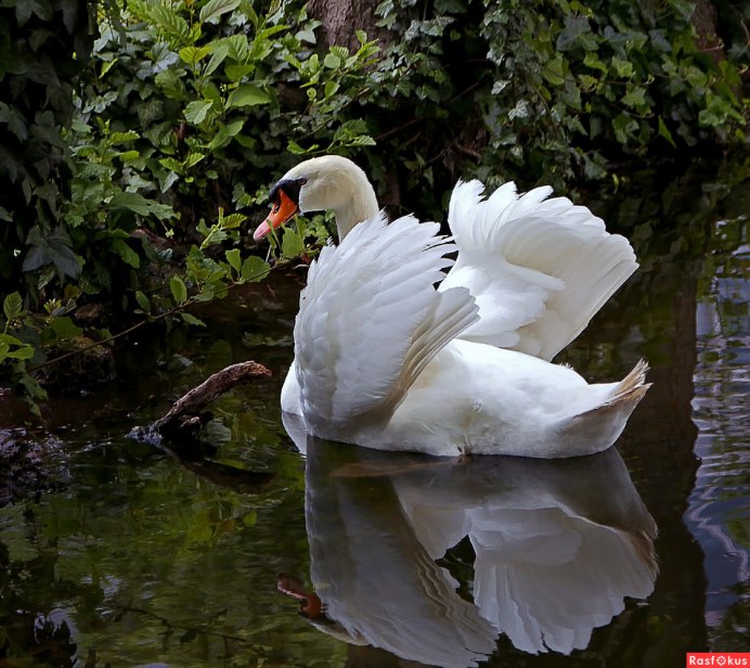 Лебедь фото