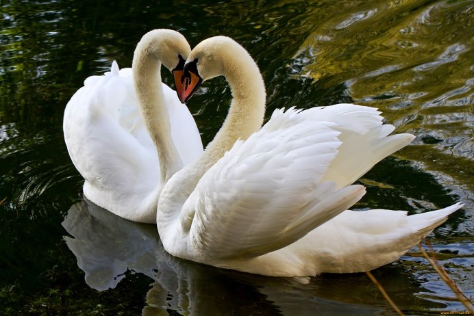 Красивые лебеди