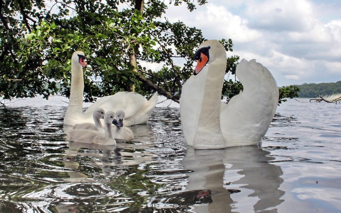 Лебедь шипун Крым