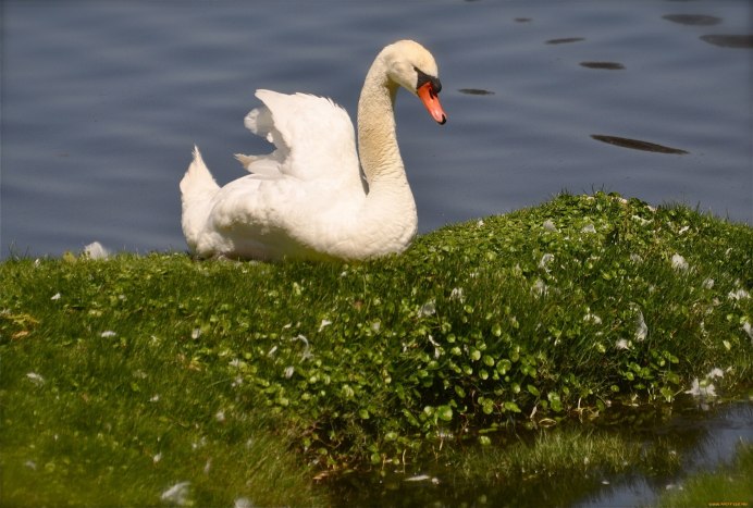 Лебеда белая