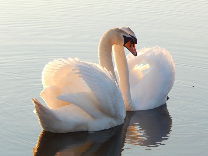 Лебедь апрель