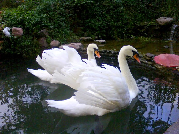 Черёмухово пруд лебеди