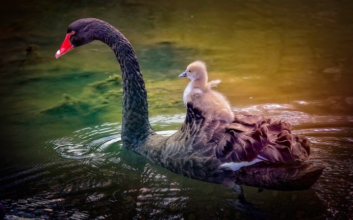 Фото лебедей на озере