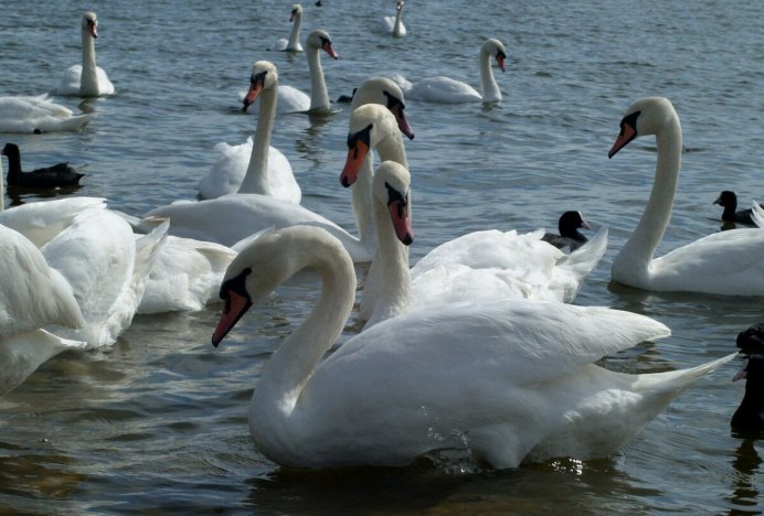 Белый лебедь птица